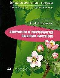 Виктор Черепнин - Пищевые растения Сибири