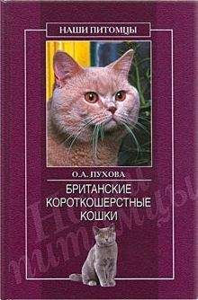 Евгений Елизаров - Философия кошки