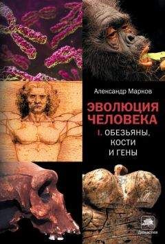 Александр Соколов - Мифы об эволюции человека